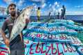 Unique! Tuna Fishes That Stay In The