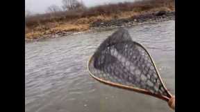 Such a BIG Fish for this Small Creek (Fly Fishing for Trout)