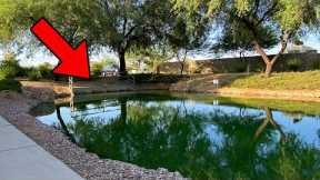 Are There Fish Living In This PUDDLE? (Surprising)