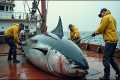 Long line tuna fishing journey in the 
