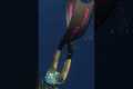 Spearfishing Yellowfin Tuna in Bali