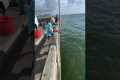 Catching a MONSTER grouper from under 