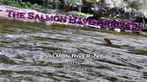 Fly Fishing For Salmon - Day 1 - Salmon River, NY (09/01/2025) - Labor Day BUST!
