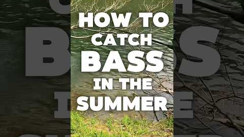 How to Catch More Bass in Summer (Tips + Techniques)