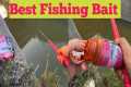 Best Carp Bait Choices: A Beginner's