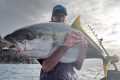 Hectic! Tuna, Thresher sharks and Big 