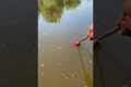 Red Liquid High Concentration Fish