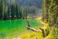 Fly Fishing a Small Lake POLLUTED