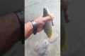 fly fishing for trout #catch and