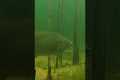 UNDERWATER Footage of FISH INHALING