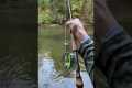 Unbelievable Michigan king salmon