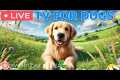 🔴24 Hours of Dog TV🎵🐶🐶Relaxing