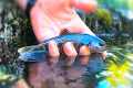 10 Trout Fishing Tips for Creeks -