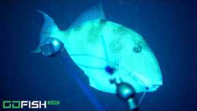 Crazy Triggerfish Bite and Underwater Footage | GoFish Camera