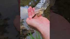 Makeshift trap for catching minnows to use as fishing bait. Or to eat