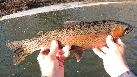 I'm BAAACK!! FLY-FISHING THE UPPER DELAWARE (Day 1)