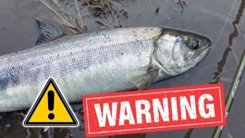 WARNING: This 30-Second Jig will catch too many…