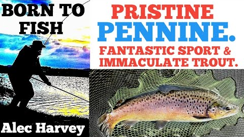 FLY FISHING - CATCHING QUALITY TROUT AT A LOVELY FISHERY.