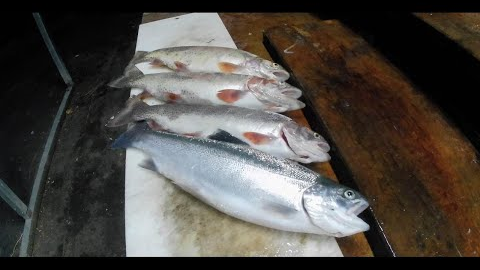 Fall Trout Fishing from the Bank with Powerbait (Lake Amador)