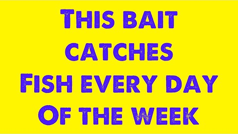 This bait catches fish every day of the week, excels in winter