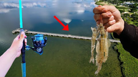 How I Find New Dock Fishing Spots With Live Shrimp!