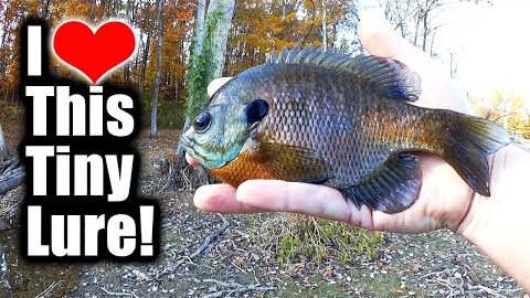 Catching BIG BLUEGILL on My Smallest Bait! (Tiny Lure Fishing)