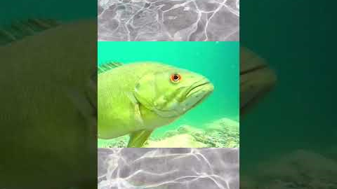 Bass Fishing spit out finally❤️🎣xilihala underwater fishing camera recording fish's bite🐟📷