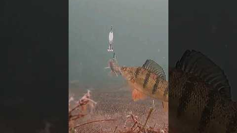 Winter perch fishing | Underwater camera