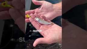 Easiest FLOUNDER Fishing Rig