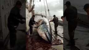 big tuna harvesting  #deepsea #seafood #pacific #ai #deepseafishing #fishing #pacificocean #tuna