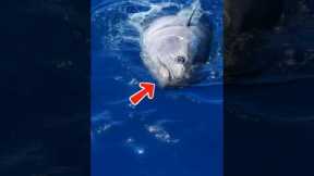 Monster Tuna Hooked in Deep Waters – Fishermen Can’t Believe Their Eyes