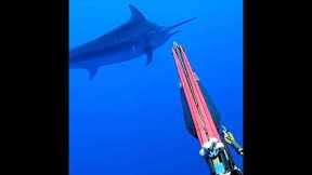 Spearing a GIANT 500lb Marlin #fishing #viral #explore #nature #fish #marlin #spearfishing #trending