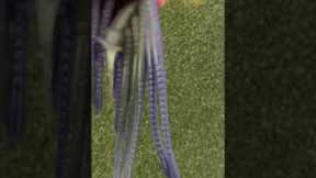 👉 DIY Custom Bass Worms: Craft Your Own Fishing Lures 🎣 #custombaits #bassfishing #smokinbaits