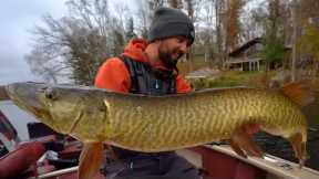 The ART Of Fall Musky SUCKER FISHING!!