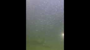 LIVE🔴-I catching seafood on the seafloor. Look what I caught.-Z1105-3#fishing #ocean #deepsea #beach