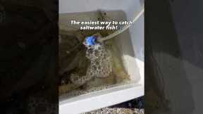 The EASIEST way to catch saltwater fish!🎣💥 #fishing #shorts