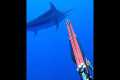 Spearing a GIANT 500lb Marlin