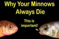 How to Keep Bait Minnows Alive at