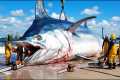 The 50-Ton Giant Swordfish Catch –