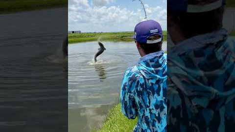 200lb Florida Pond Monster