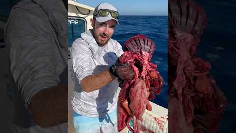 What do GIANT tuna eat? 🤔🍣  One way to find out! #tuna #fishing (for educational purposes only)