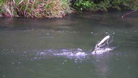 How to fish mouse flies during the day!