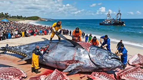 How Fishermen Catch 500 Giant Bluefin Tuna – A Deep-Ocean Longline Fishing Documentary