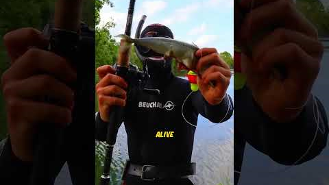 This Fishing Hook Lets You Cheat In The Ocean (IG kanama_bait)