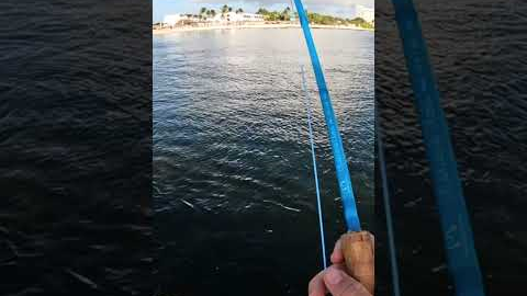 Fly fishing in MEXICO #flyfishing #fishing #fish #nonstopfishing #viralvideo #fyp