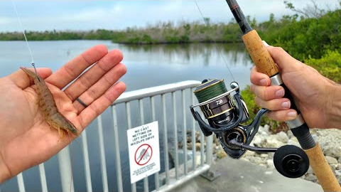 Simple Roadside Fishing For Snook & Grouper