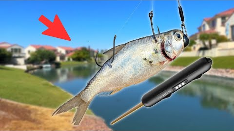 Is This Live Bait Fishing Gadget a Scam? (Surprising)