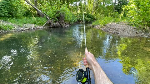 My FIRST Time FLY Fishing! (TROUT Fishing)