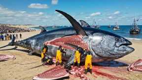 Catching 100 Giant Atlantic Bluefin Tuna – Deep Sea Longline Fishing Documentary