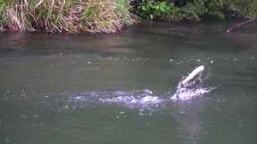 How to fish mouse flies during the day!